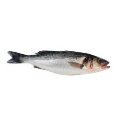 Риба Сібас 600-800г