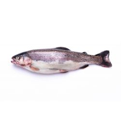 Риба Форель річкова (патрана)