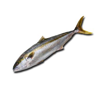 Риба Тунець жовтохвіст свіжоморожена